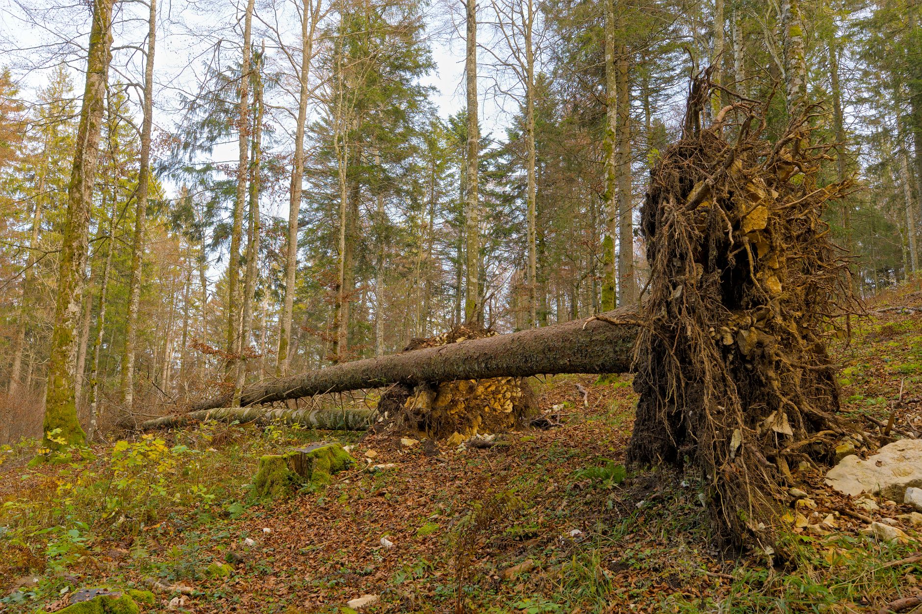 Enlèvement arbre urgence équipe à Chevilly-Larue